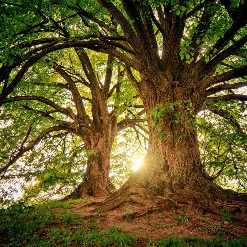 trees-3822149_1280 trees-3822149_1280